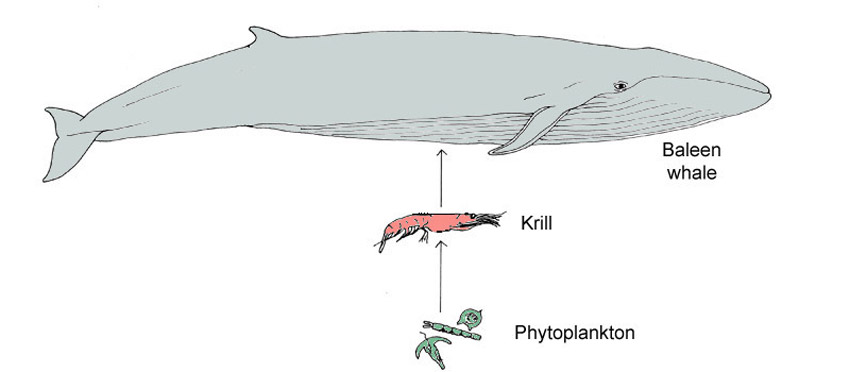 What is the wolf food chain?